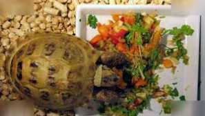 Jak se starat o půdu želva doma